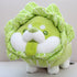 Cabbage Shiba Inu Dog