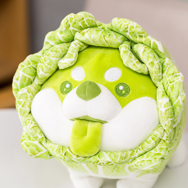 Cabbage Shiba Inu Dog